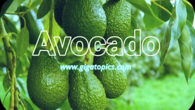 Avocados have received notable recognition in current years as a “superfood,” showing up on the whole lot from breakfast toast to smoothies and salads. With their creamy texture, rich flavor, and dense nutrient profile, avocados provide a extensive range of health benefits. but, additionally they come with a high fats and calorie content, elevating questions about their potential to contribute to weight benefit when consumed excessively. On this comprehensive article, we will discover the dietary value of avocados, their benefits and disadvantages, and the way to contain them right into a balanced food regimen.