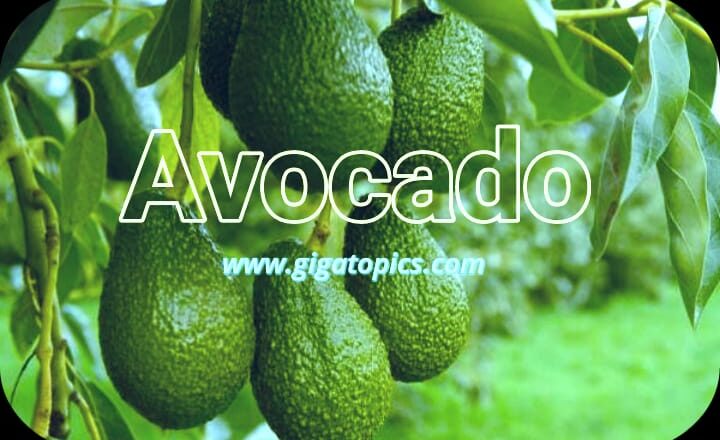 Avocados have received notable recognition in current years as a “superfood,” showing up on the whole lot from breakfast toast to smoothies and salads. With their creamy texture, rich flavor, and dense nutrient profile, avocados provide a extensive range of health benefits. but, additionally they come with a high fats and calorie content, elevating questions about their potential to contribute to weight benefit when consumed excessively. On this comprehensive article, we will discover the dietary value of avocados, their benefits and disadvantages, and the way to contain them right into a balanced food regimen.