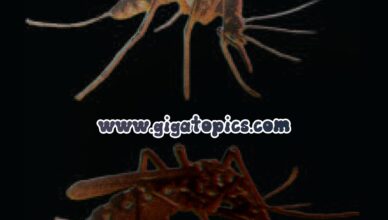 Mosquito-dengue-malaria. Mosquito