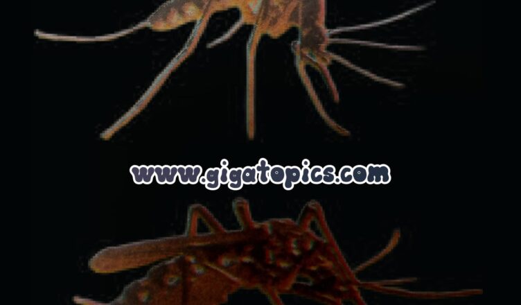 Mosquito-dengue-malaria. Mosquito